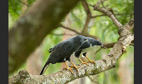 Mohrenhabicht (Accipiter melanoleucus)