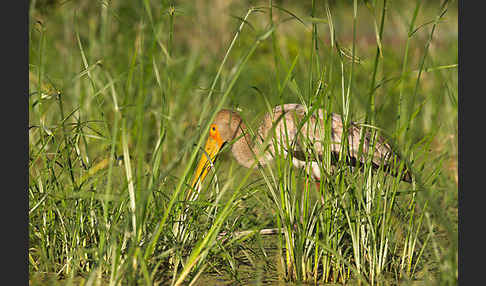 Nimmersatt (Mycteria ibis)