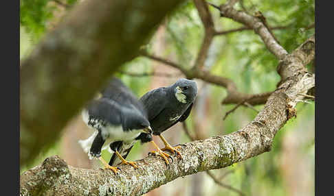 Mohrenhabicht (Accipiter melanoleucus)