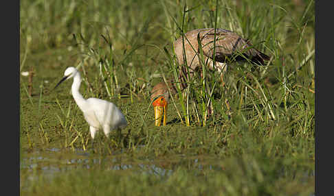 Nimmersatt (Mycteria ibis)