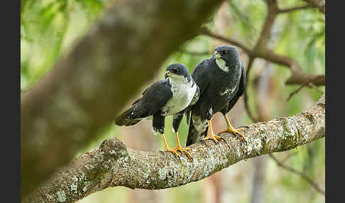 Mohrenhabicht (Accipiter melanoleucus)