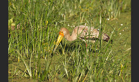 Nimmersatt (Mycteria ibis)