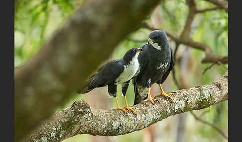 Mohrenhabicht (Accipiter melanoleucus)