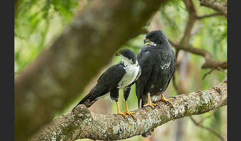 Mohrenhabicht (Accipiter melanoleucus)