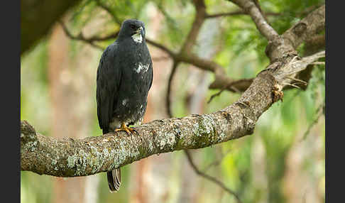 Mohrenhabicht (Accipiter melanoleucus)