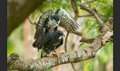 Mohrenhabicht (Accipiter melanoleucus)