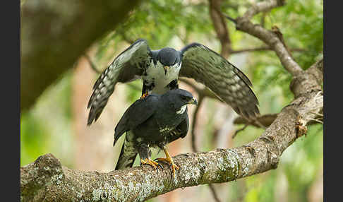 Mohrenhabicht (Accipiter melanoleucus)