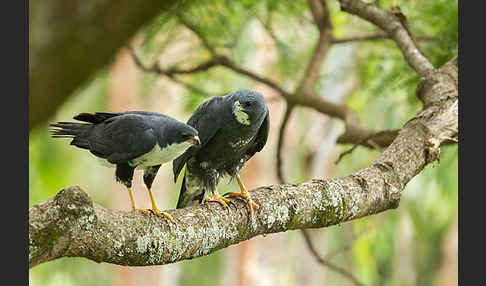 Mohrenhabicht (Accipiter melanoleucus)