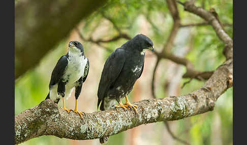 Mohrenhabicht (Accipiter melanoleucus)