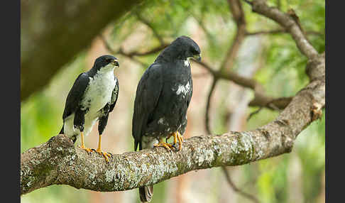 Mohrenhabicht (Accipiter melanoleucus)