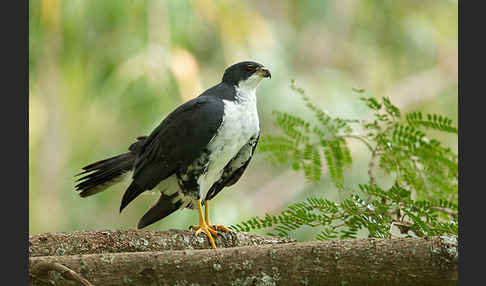 Mohrenhabicht (Accipiter melanoleucus)