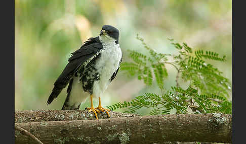 Mohrenhabicht (Accipiter melanoleucus)