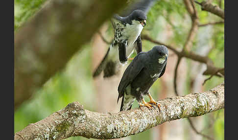 Mohrenhabicht (Accipiter melanoleucus)