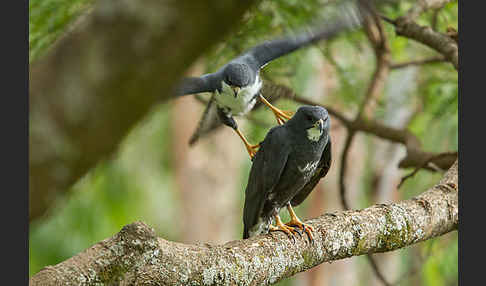 Mohrenhabicht (Accipiter melanoleucus)