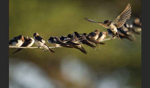 Rauchschwalbe (Hirundo rustica)