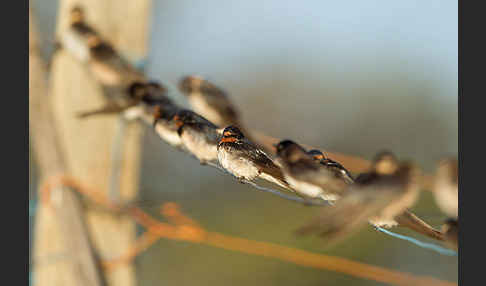 Rauchschwalbe (Hirundo rustica)