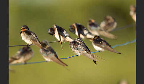 Rauchschwalbe (Hirundo rustica)