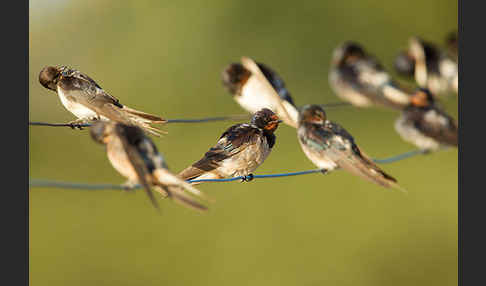 Rauchschwalbe (Hirundo rustica)