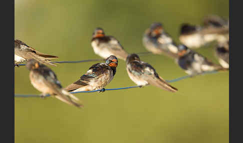 Rauchschwalbe (Hirundo rustica)