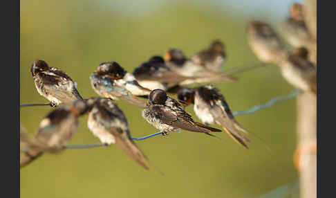 Rauchschwalbe (Hirundo rustica)