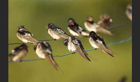 Rauchschwalbe (Hirundo rustica)