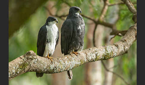 Mohrenhabicht (Accipiter melanoleucus)