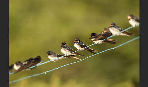 Rauchschwalbe (Hirundo rustica)