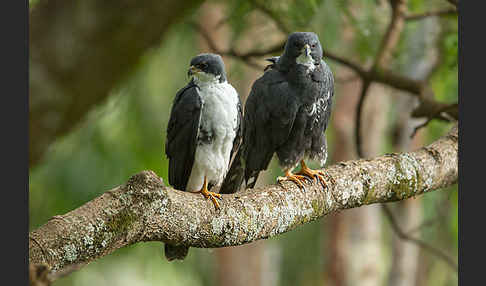 Mohrenhabicht (Accipiter melanoleucus)