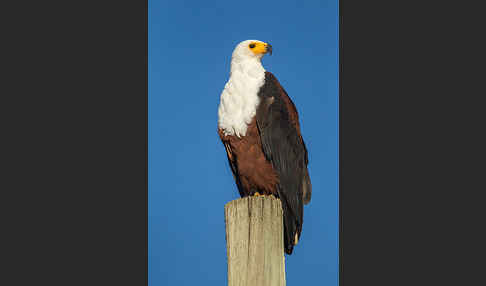 Schreiseeadler (Haliaeetus vocifer)