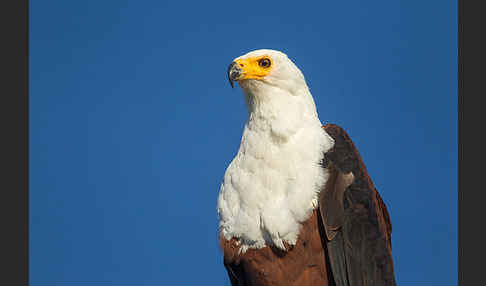 Schreiseeadler (Haliaeetus vocifer)