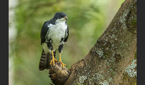 Mohrenhabicht (Accipiter melanoleucus)