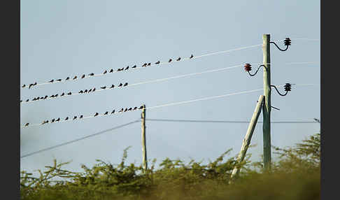 Rauchschwalbe (Hirundo rustica)