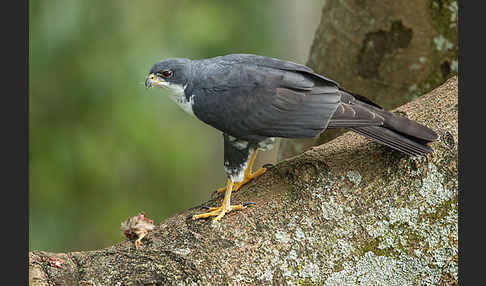 Mohrenhabicht (Accipiter melanoleucus)