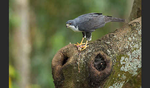 Mohrenhabicht (Accipiter melanoleucus)