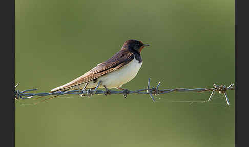 Rauchschwalbe (Hirundo rustica)