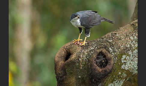 Mohrenhabicht (Accipiter melanoleucus)