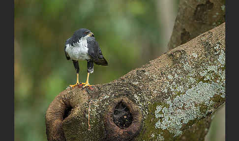 Mohrenhabicht (Accipiter melanoleucus)