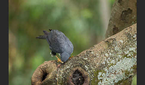 Mohrenhabicht (Accipiter melanoleucus)