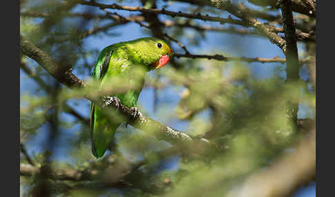 Tarantapapagei (Agapornis taranta)