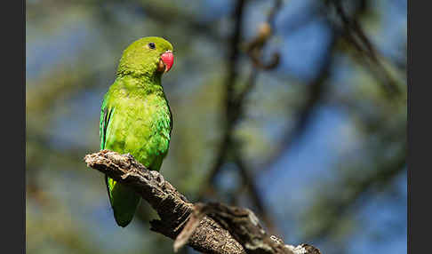 Tarantapapagei (Agapornis taranta)