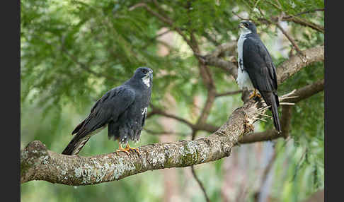 Mohrenhabicht (Accipiter melanoleucus)