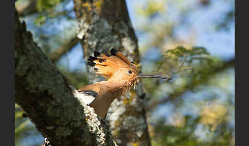 Wiedehopf (Upupa epops)