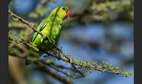 Tarantapapagei (Agapornis taranta)