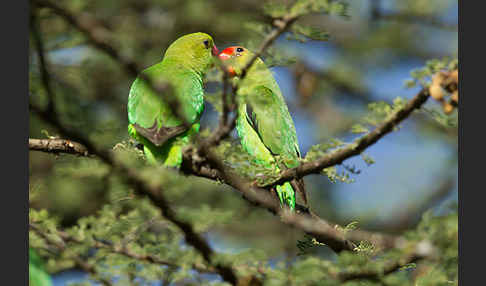 Tarantapapagei (Agapornis taranta)