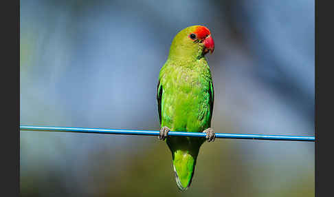 Tarantapapagei (Agapornis taranta)