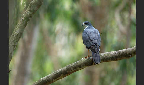 Mohrenhabicht (Accipiter melanoleucus)