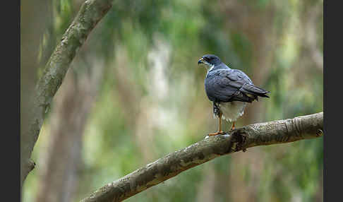 Mohrenhabicht (Accipiter melanoleucus)