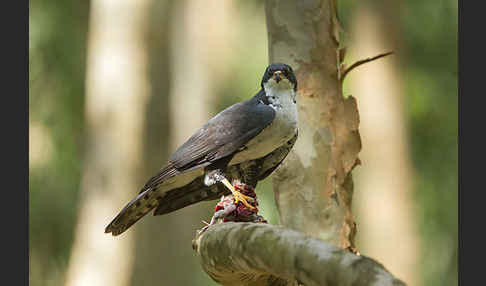 Mohrenhabicht (Accipiter melanoleucus)