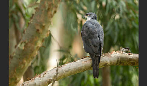 Mohrenhabicht (Accipiter melanoleucus)