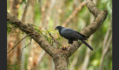 Mohrenhabicht (Accipiter melanoleucus)